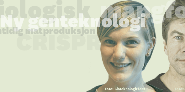 Grafikk: Nettverk for Gmo-fri mat og fôr Grafikk: Nettverk for Gmo-fri mat og fôr