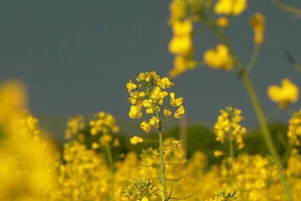 Ville sennepsplanter. Foto: Petr Pakandl