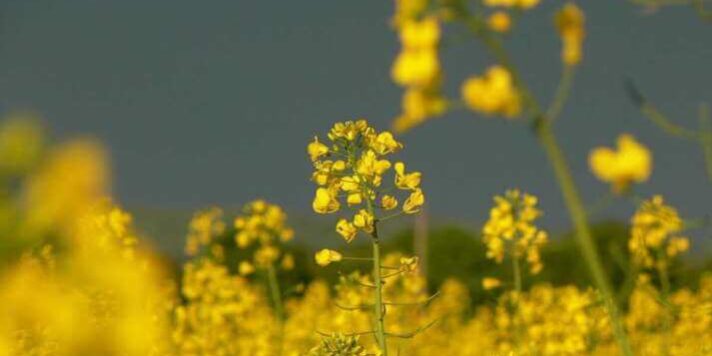 Ville sennepsplanter. Foto: Petr Pakandl