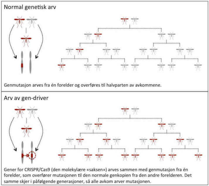 Gendrivere. Kilde: Bioteknolgirådet