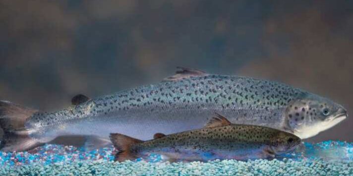 Foto: AquaBounty Foto: AquaBounty