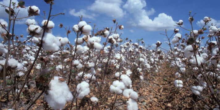 Bomullsåker. Foto: David Nance