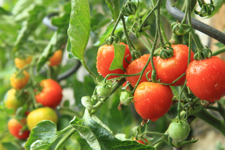 D-vitaminer gjennom tomater?