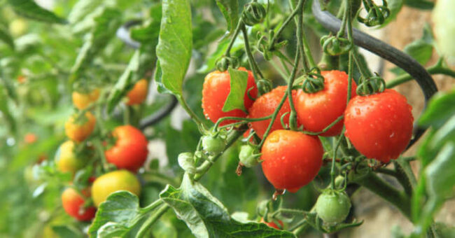 Tomatoes_1200x628
