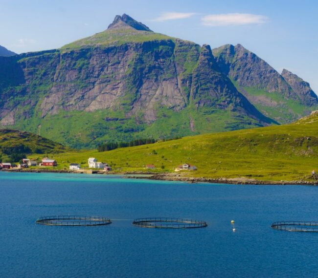 Bilde-fisk-Tromso-scaled-800×700-c-default