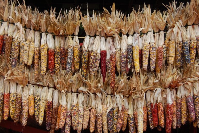 mangfold av lokal mais