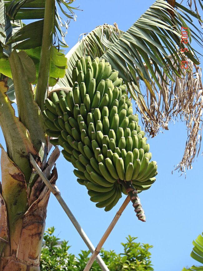 banana-tree-gcbad26d6e_1920