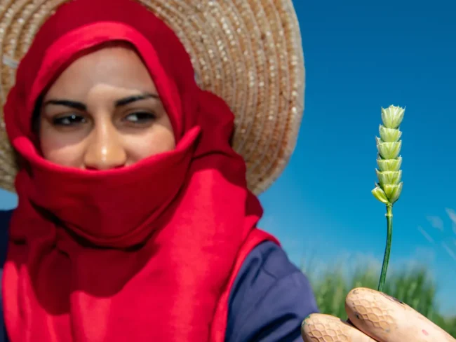 Jabal durumhvete .Foto Crop Trust