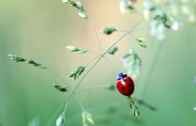 ladybug-1478029_1920 kjølig epost